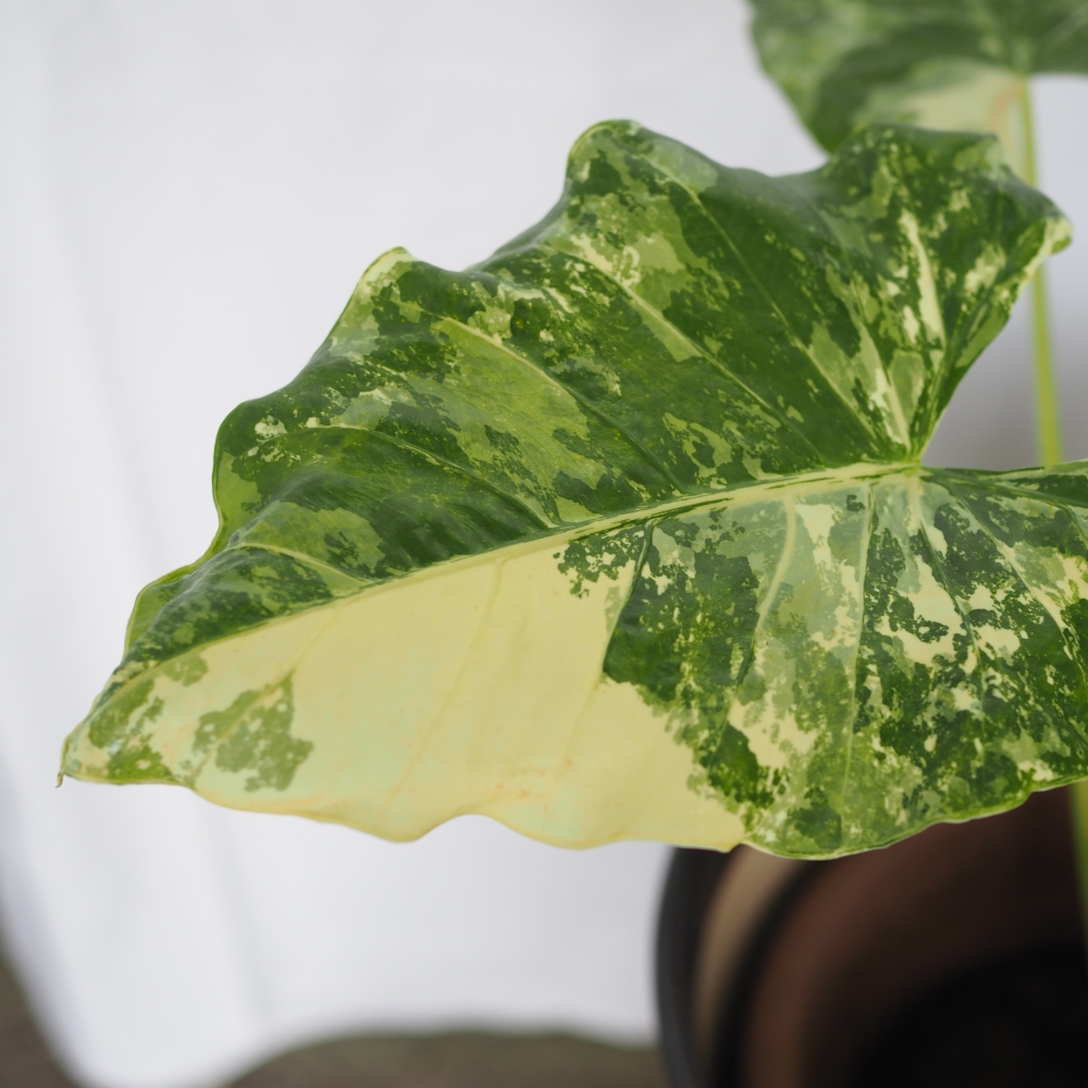 Variegated Alocasia Macrorrhizos