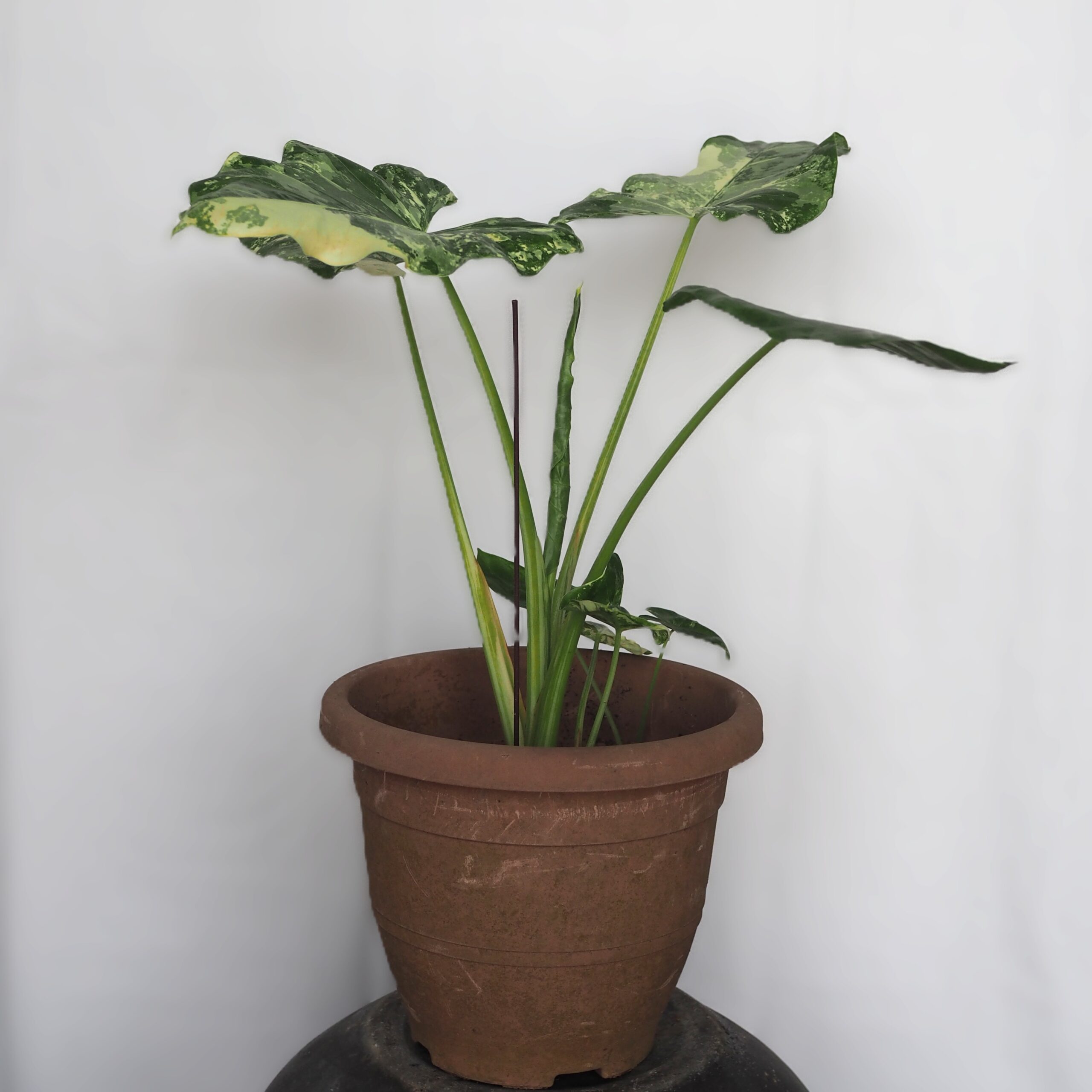 Variegated Alocasia Macrorrhizos - Image 5