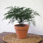 Aspharagus Fern