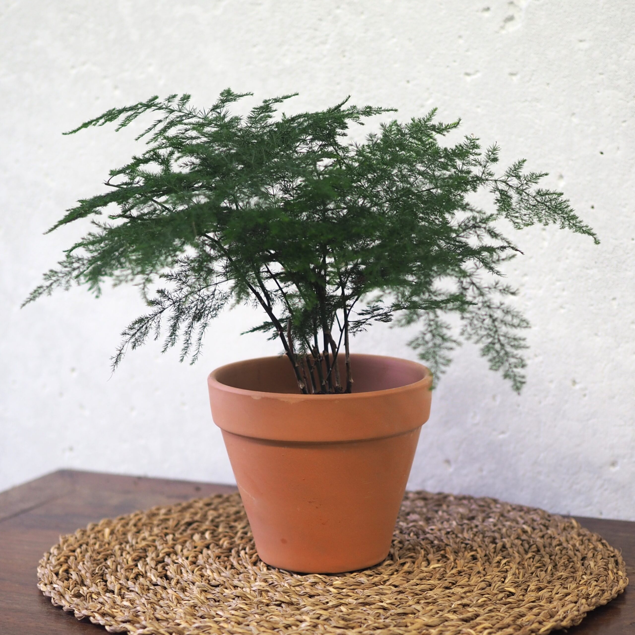 Aspharagus Fern