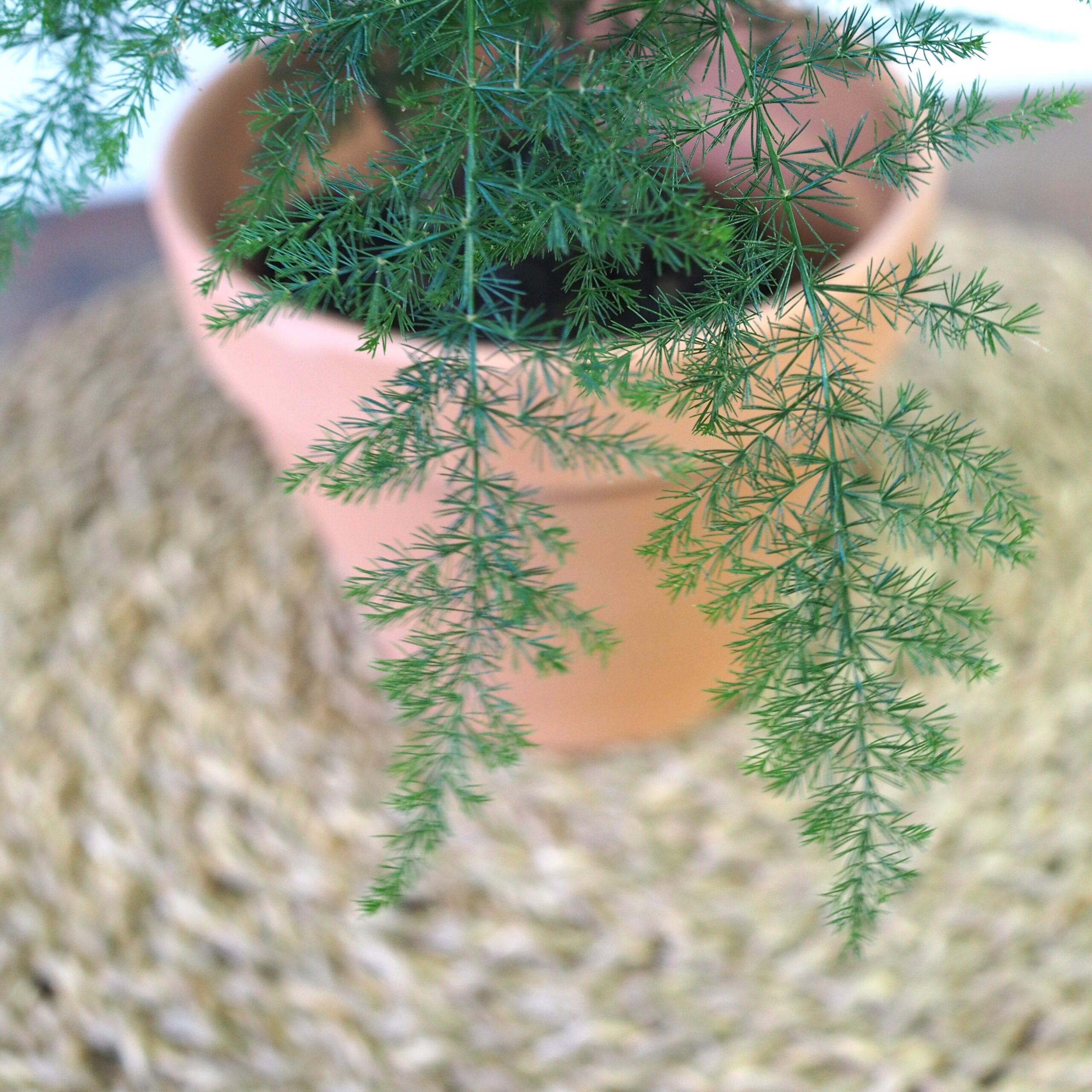 Aspharagus Fern - Image 3