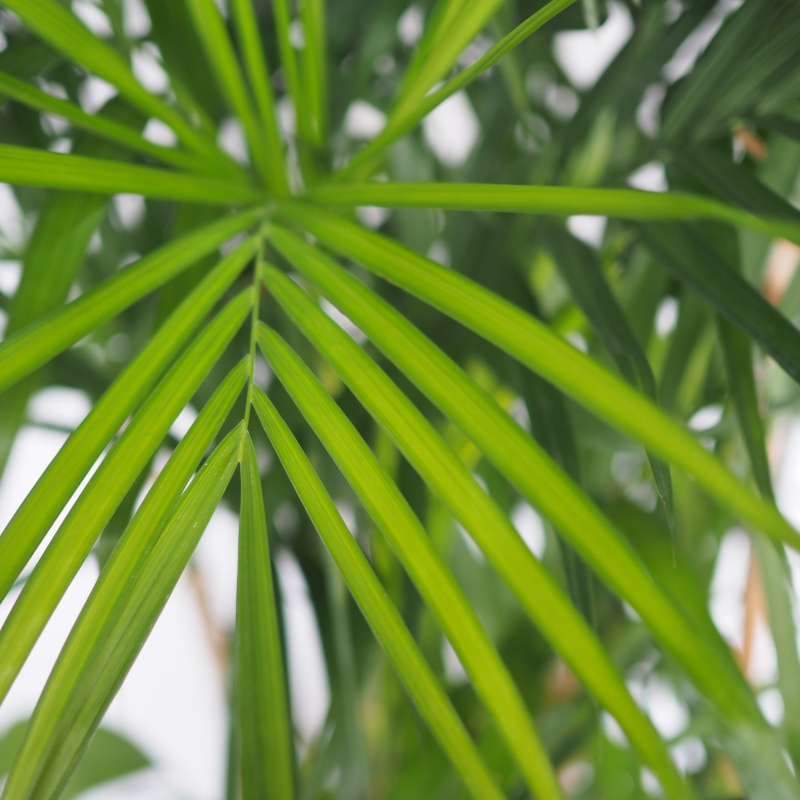 Bamboo Palm Plant - Image 2