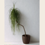 Rare Sculptural Beaucarnea Recurvata
