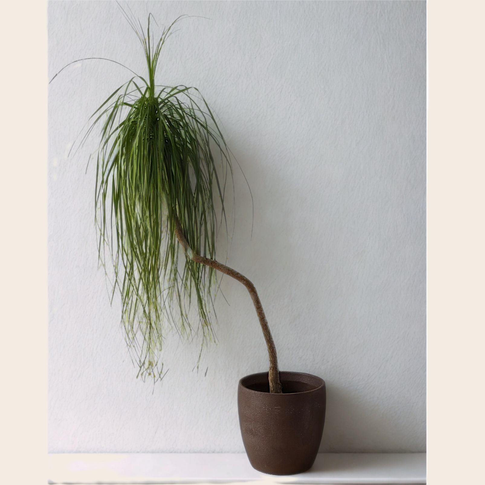 Rare Sculptural Beaucarnea Recurvata