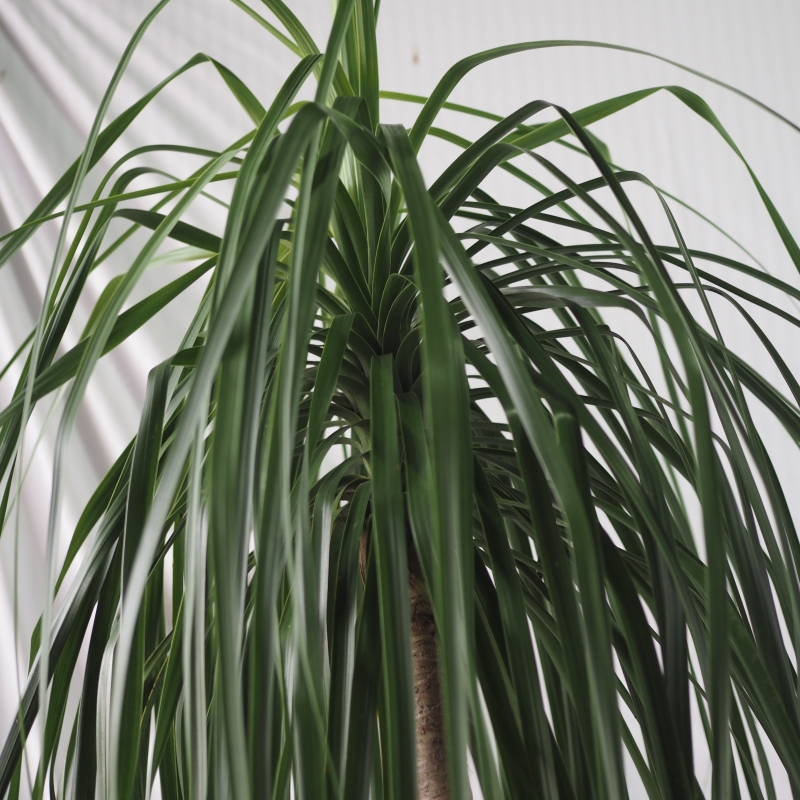 Rare Sculptural Beaucarnea Recurvata - Image 2