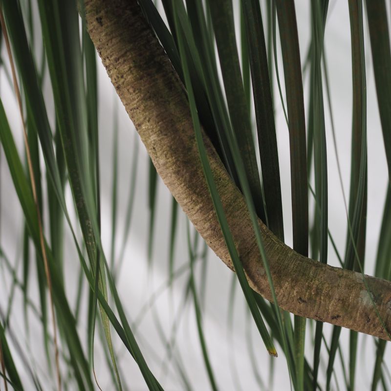 Rare Sculptural Beaucarnea Recurvata - Image 3