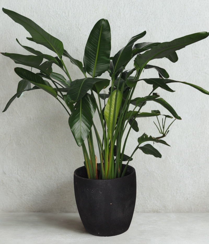 Birds of paradise indoor plant