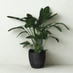 Birds of paradise plant