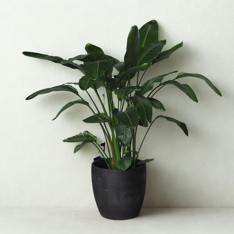 Birds of paradise plant