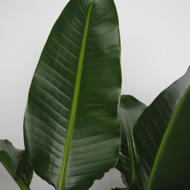 Birds of paradise plant leaf