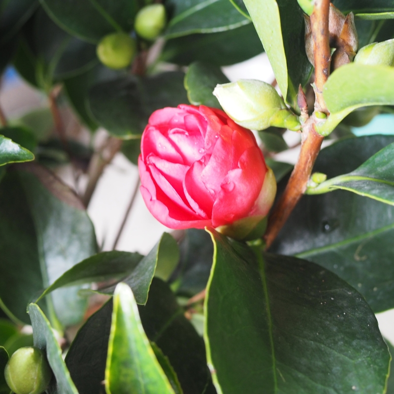Camellia Tree - Image 2