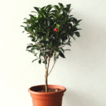 Camellia Tree