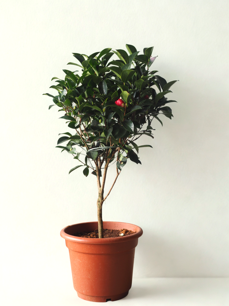 Camellia Tree