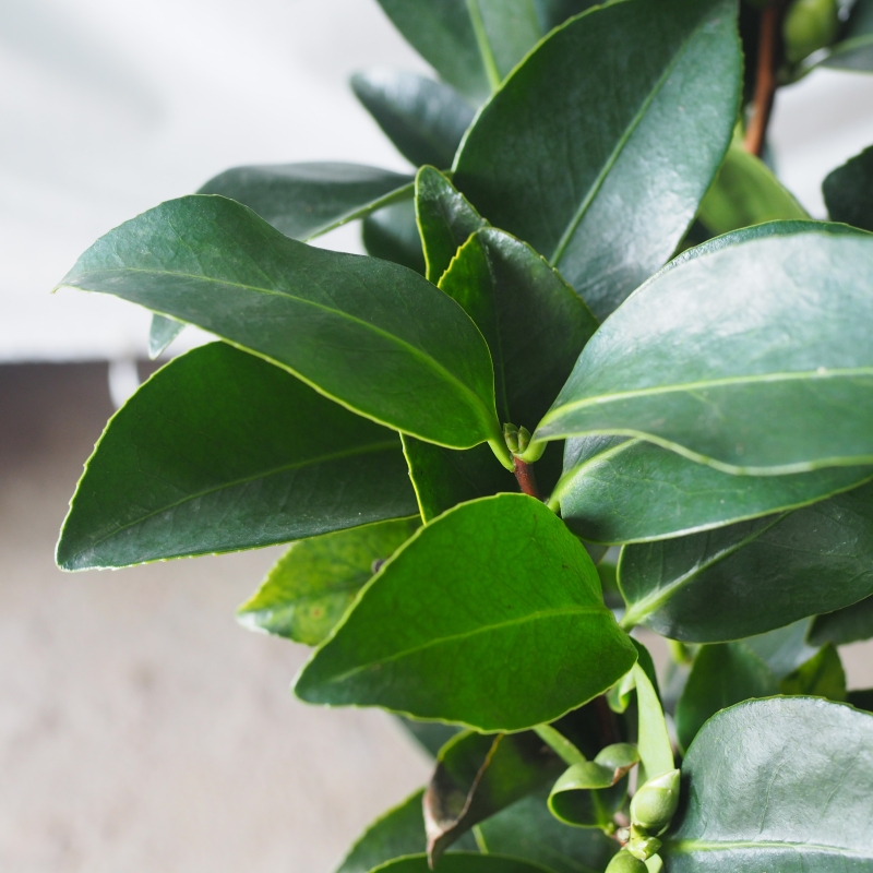 Camellia Tree - Image 3