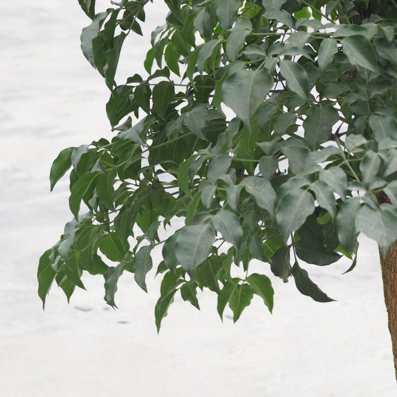 Mature China Doll Plant - Image 2