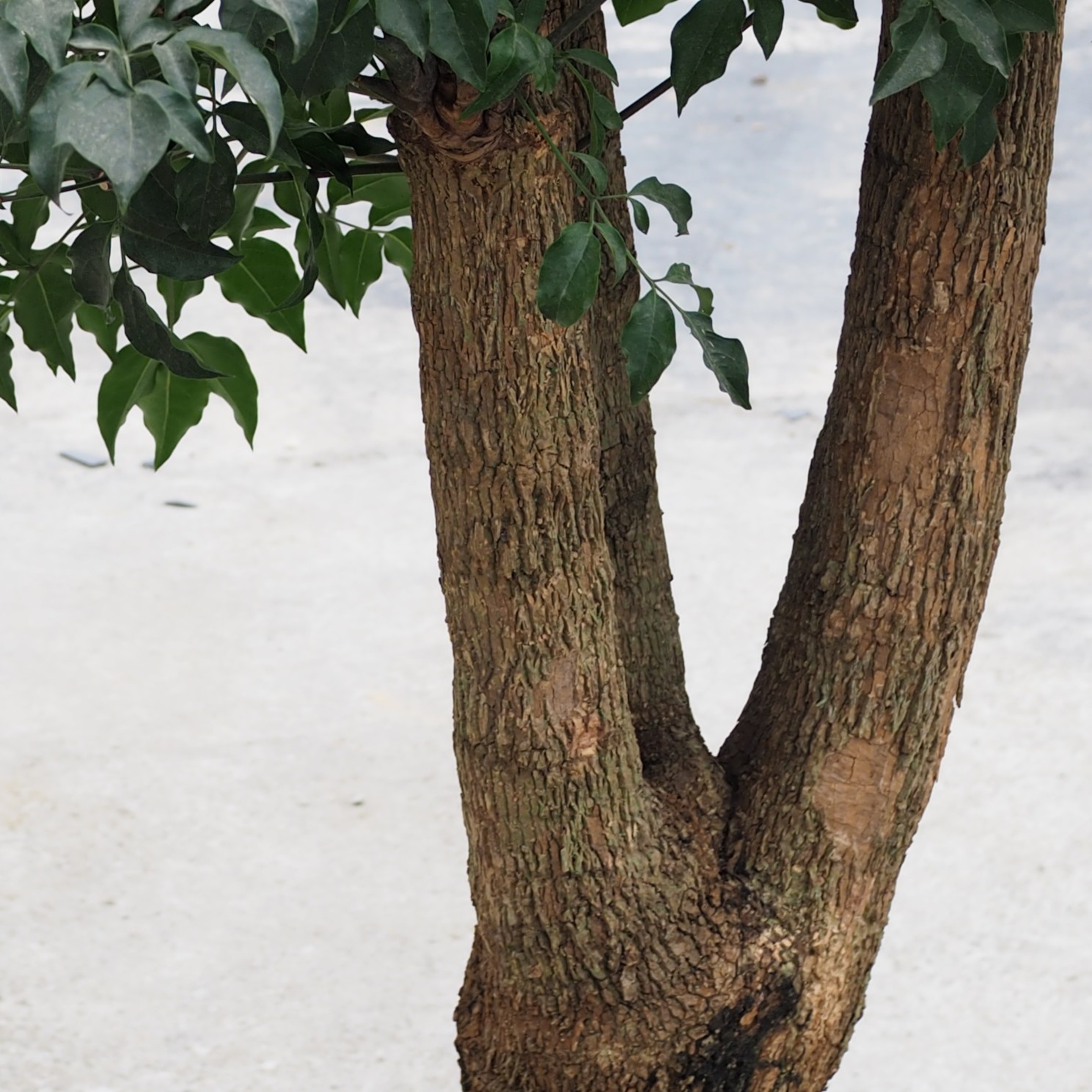 Mature China Doll Plant - Image 3