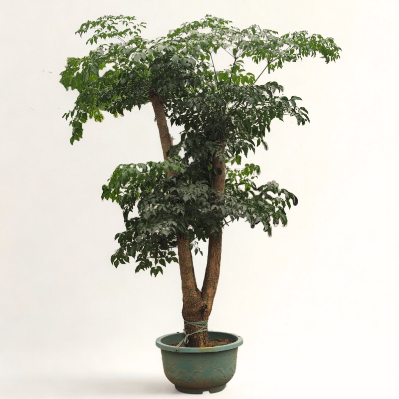 Mature China Doll Plant - Image 4