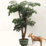 Mature China Doll Plant