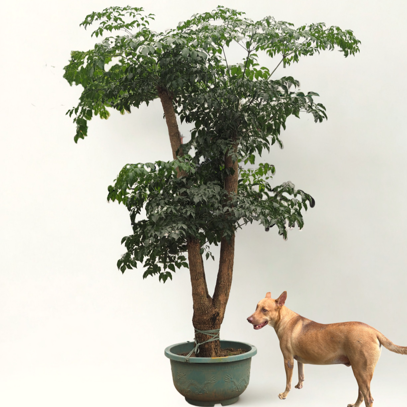 Mature China Doll Plant