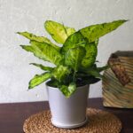 Dieffenbachia Compacta
