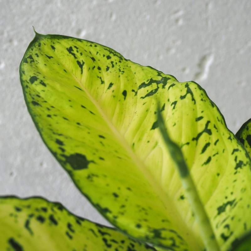 Dieffenbachia Compacta - Image 2