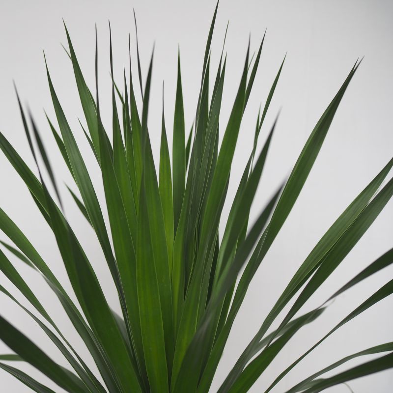 Dracaena draco ‘Dragon Tree’ - Image 2