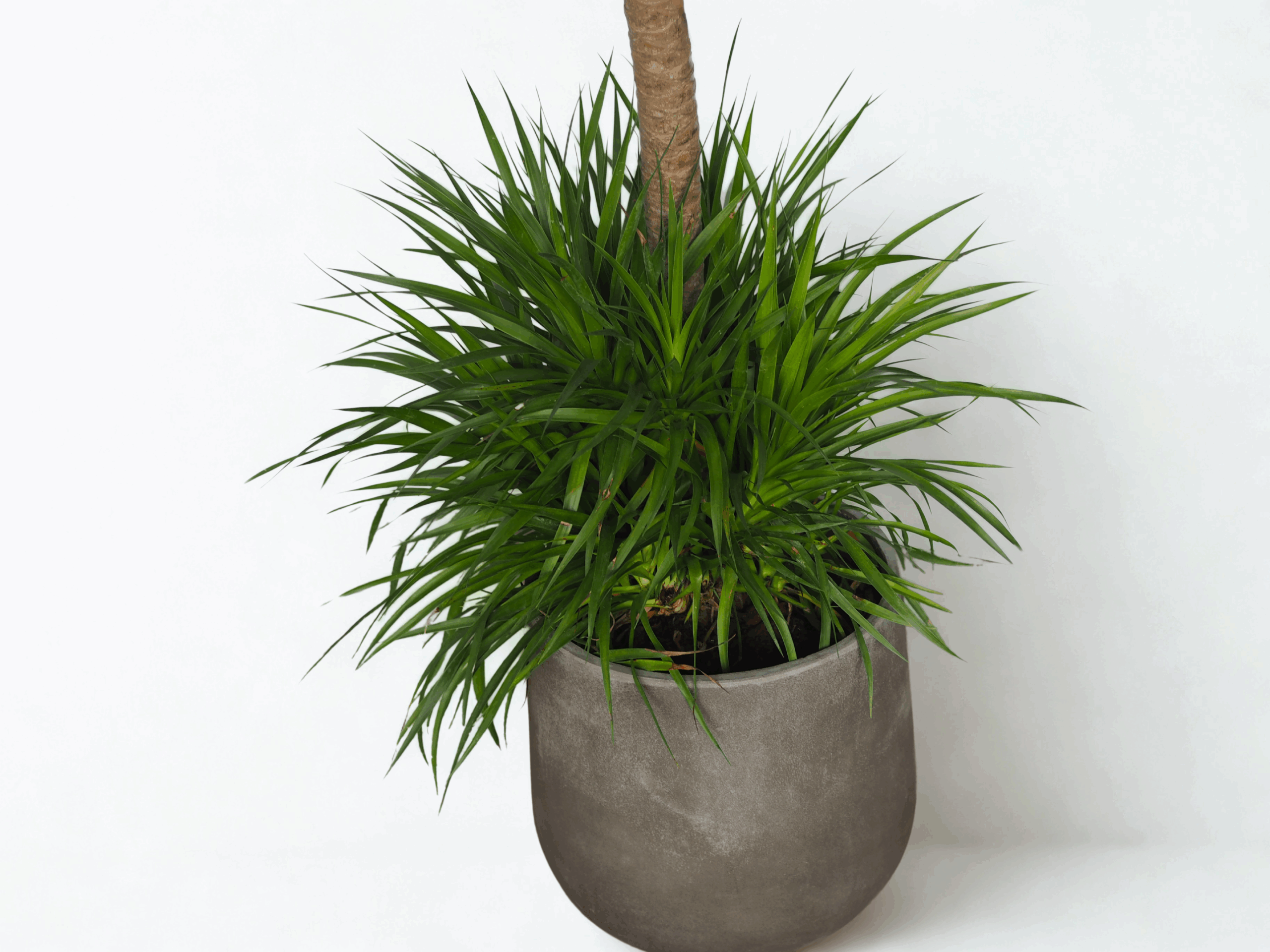 Dracaena draco ‘Dragon Tree’ - Image 3