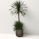 Dracaena draco ‘Dragon Tree’