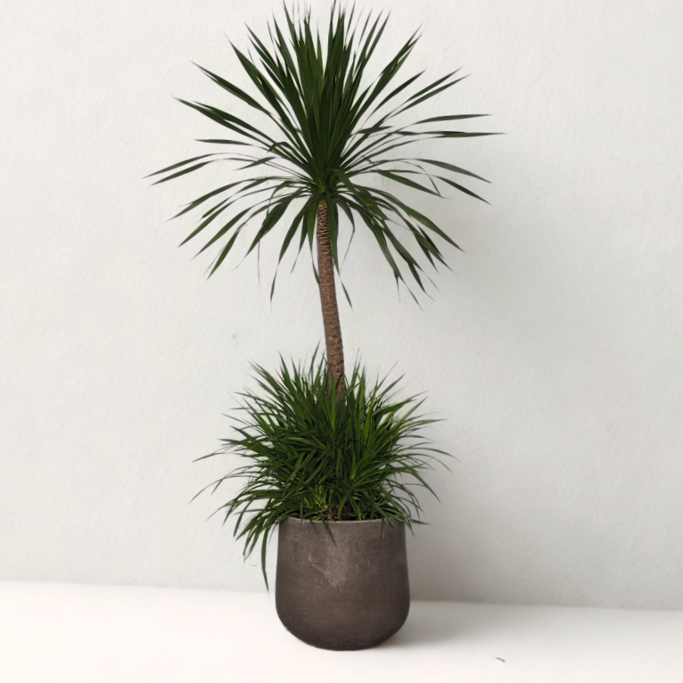 Dracaena draco ‘Dragon Tree’