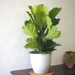 Ficus Lyrata Fiddle Fig Leaf