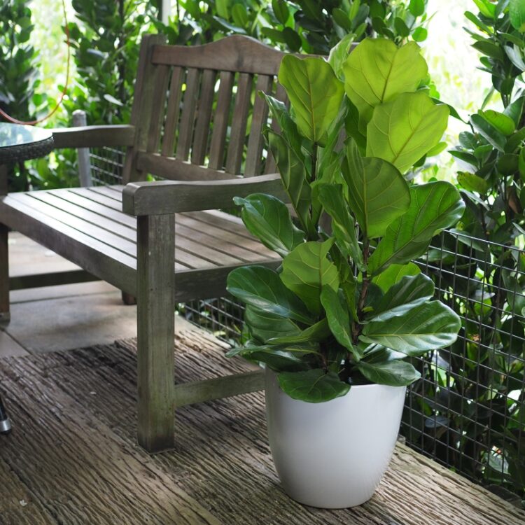 Ficus Lyrata Fiddle Fig on a balcony