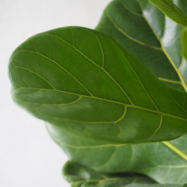 Fiddle Fig Leaf