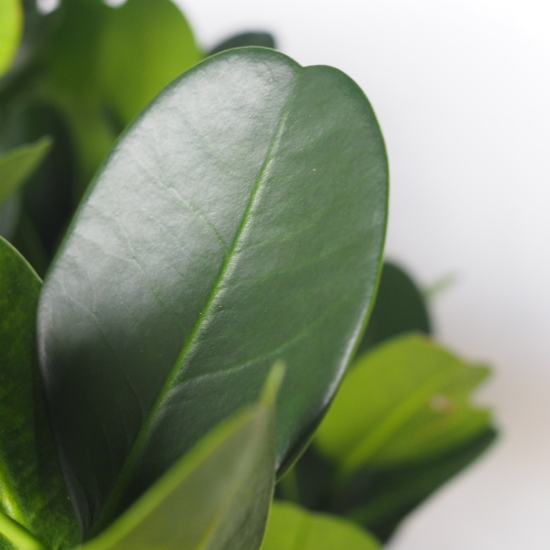 Garcinia - Image 3