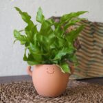 Asplenium in Genki Pot