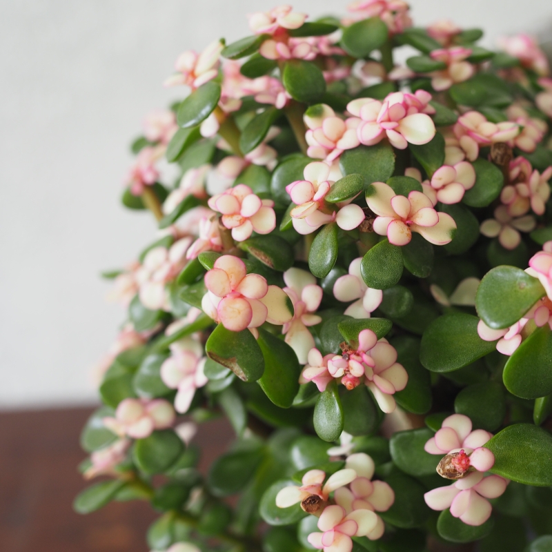Pink Jade Tree - Image 2