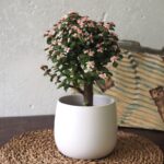 Pink Jade Tree