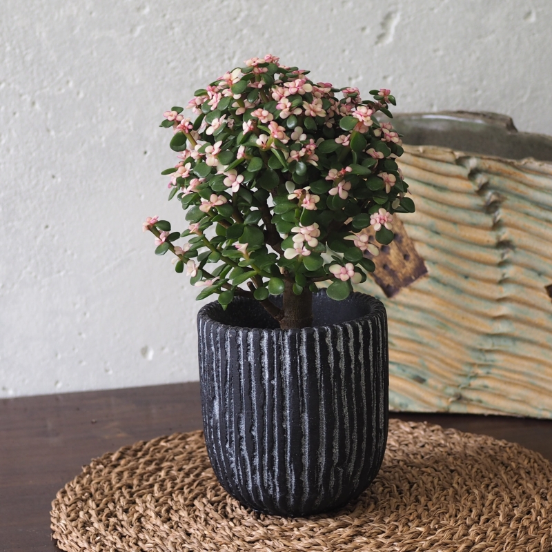 Pink Jade Tree - Image 3