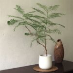 Japanese Jacaranda