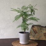 Japanese Jacaranda