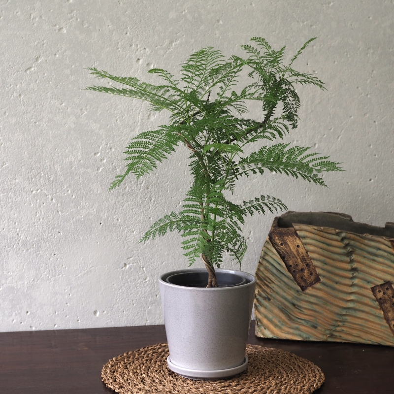 Japanese Jacaranda