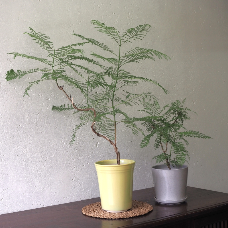 Japanese Jacaranda - Image 3