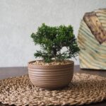 Juniperus Chinensis Bonsai