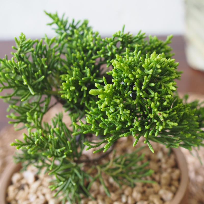 Juniperus Chinensis Bonsai - Image 2