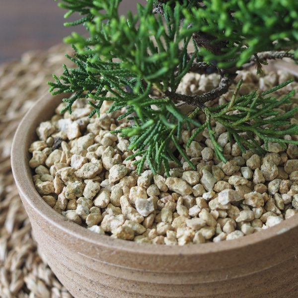 Juniperus Chinensis Bonsai - Image 3