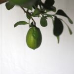 Lemon Tree (with fruits)