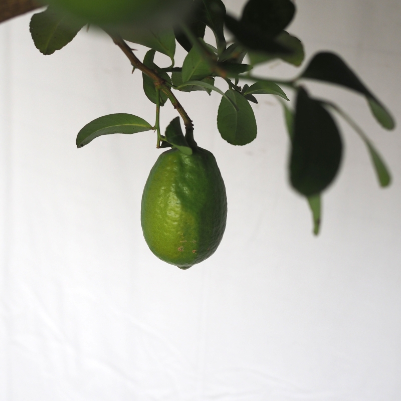 Lemon Tree (with fruits)