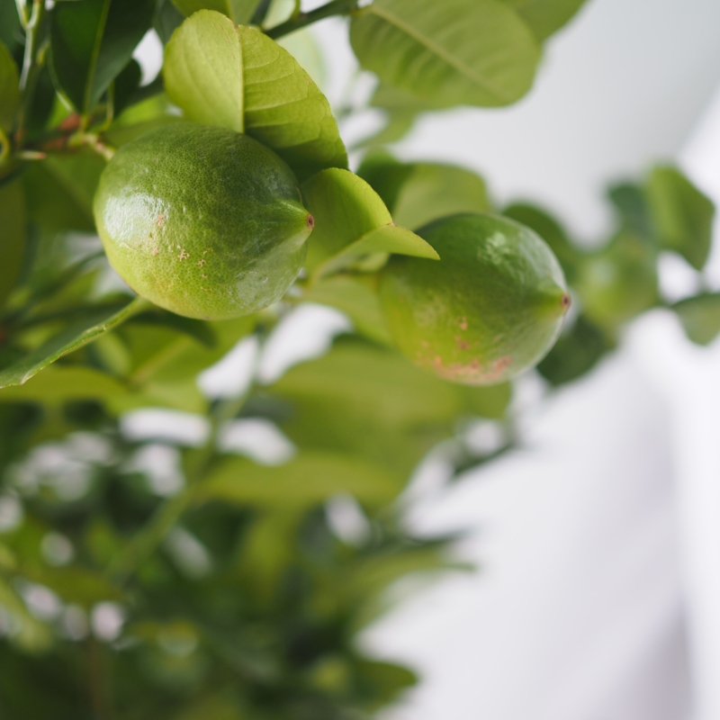 Lemon Tree (with fruits) - Image 4