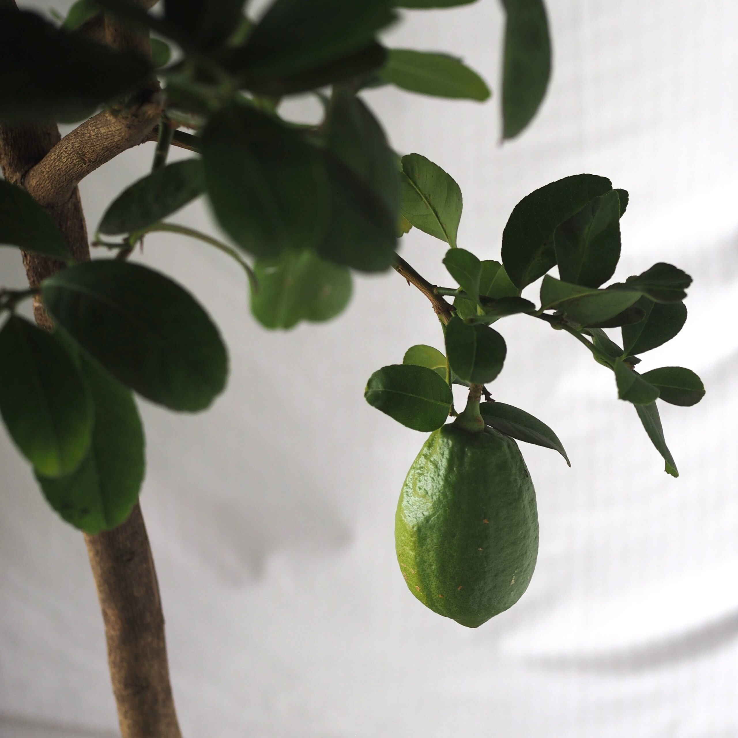Lemon Tree (with fruits) - Image 5