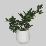Lemon Tree