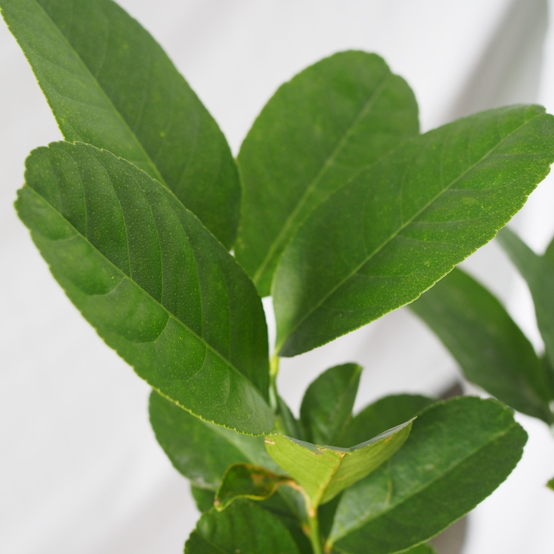 Lemon Tree (with fruits) - Image 6